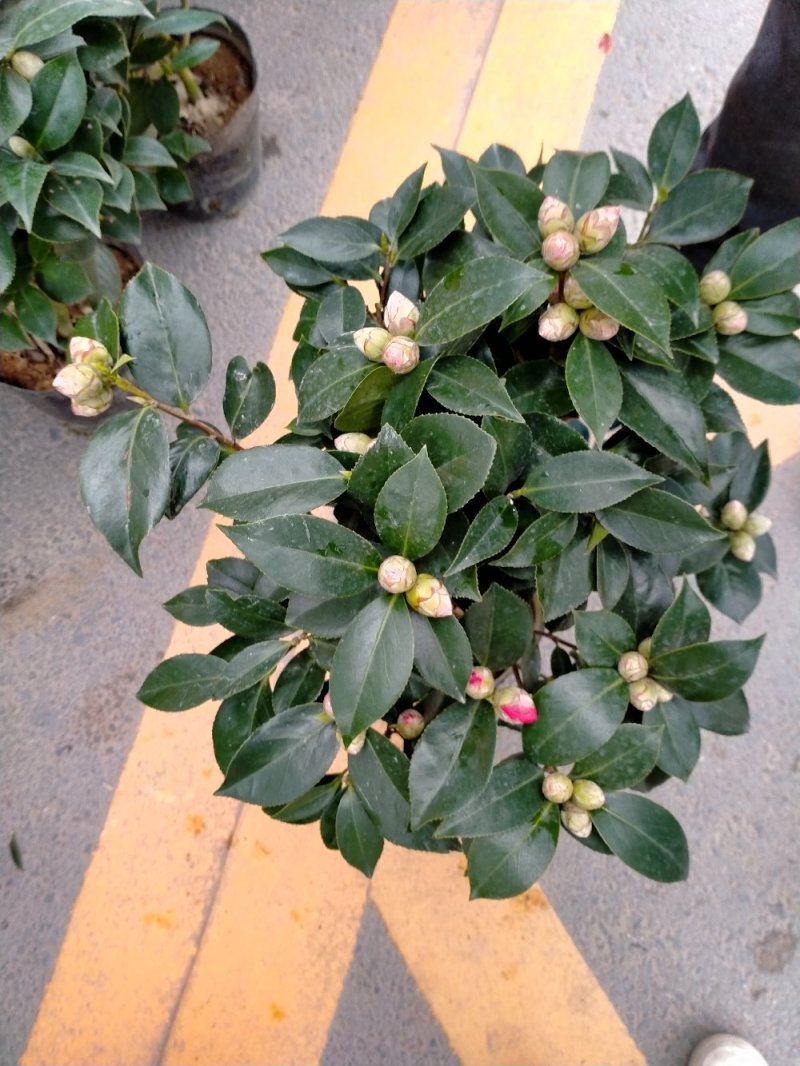 五色赤丹茶花原装带盆带土发货基地直销大量有货