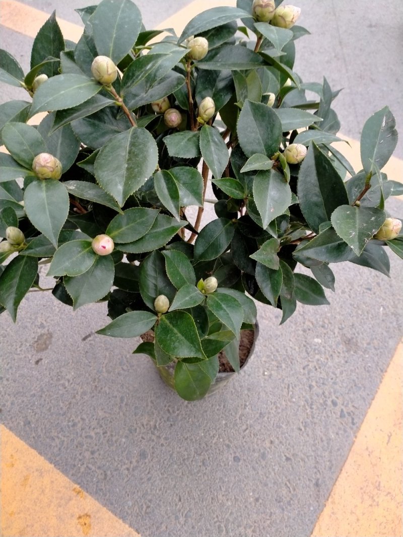 五色赤丹茶花原装带盆带土发货基地直销大量有货