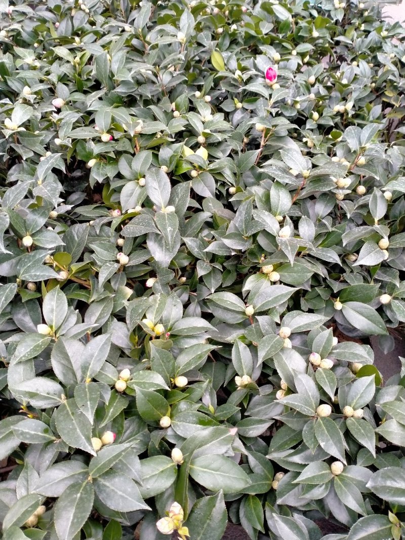 五色赤丹茶花原装带盆带土发货基地直销大量有货