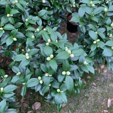 五色赤丹茶花原装带盆带土发货基地直销大量有货