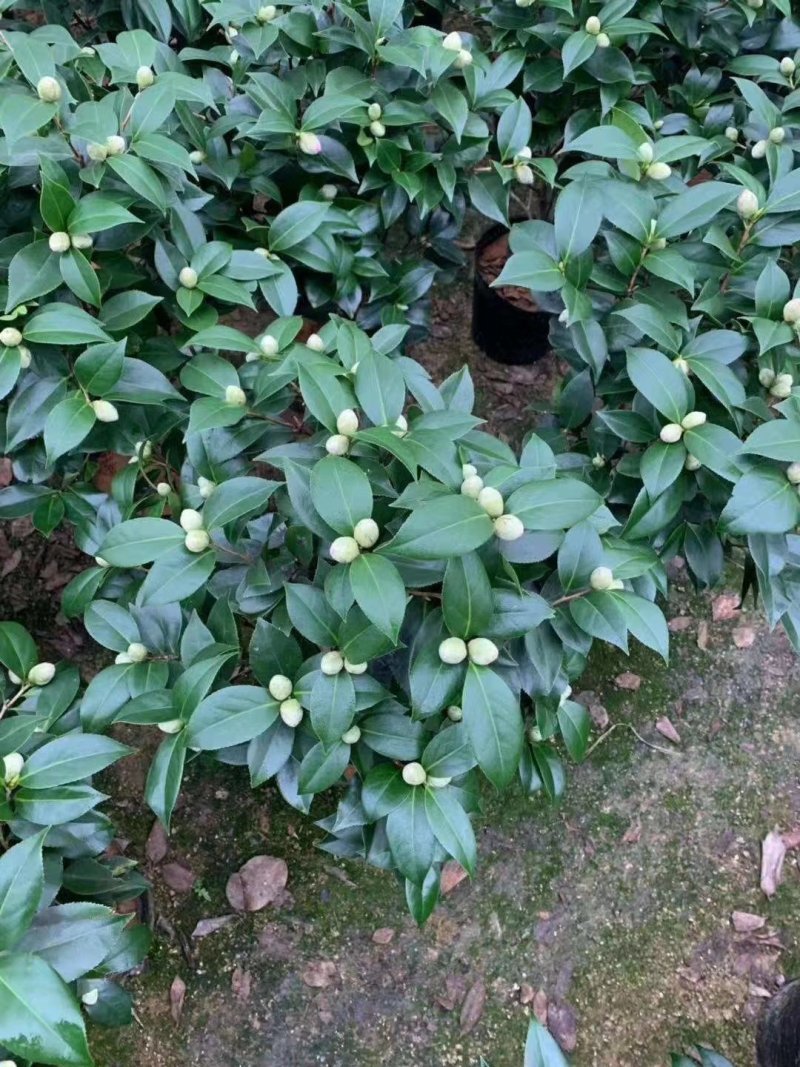 五色赤丹茶花原装带盆带土发货基地直销大量有货
