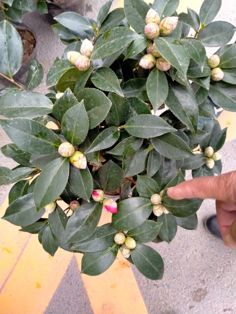 五色赤丹茶花原装带盆带土发货基地直销大量有货