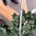 五色赤丹茶花原装带盆带土发货基地直销大量有货