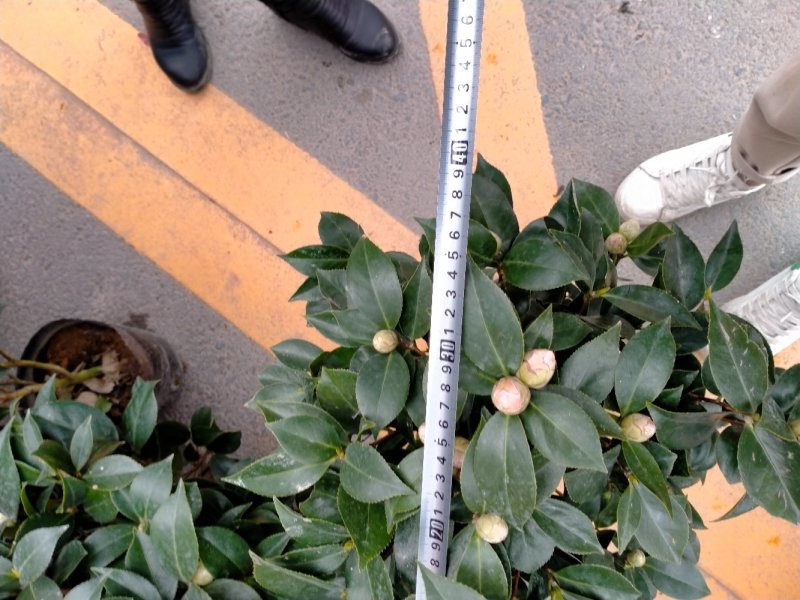 五色赤丹茶花原装带盆带土发货基地直销大量有货