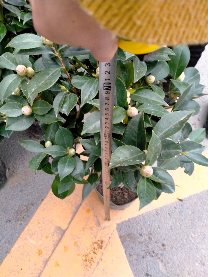 五色赤丹茶花原装带盆带土发货基地直销大量有货