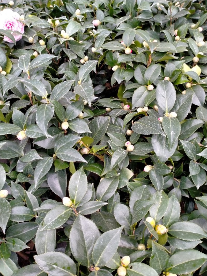 五色赤丹茶花原装带盆带土发货基地直销大量有货