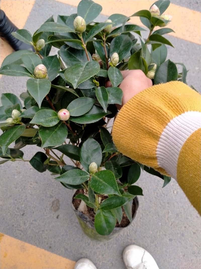 五色赤丹茶花原装带盆带土发货基地直销大量有货