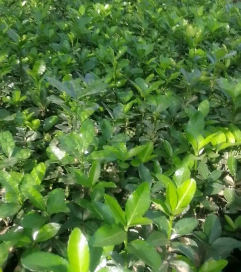 大叶黄杨床苗自家苗圃量大从优成活率高耐旱