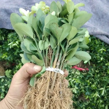 大叶黄杨床苗自家苗圃量大从优成活率高耐旱