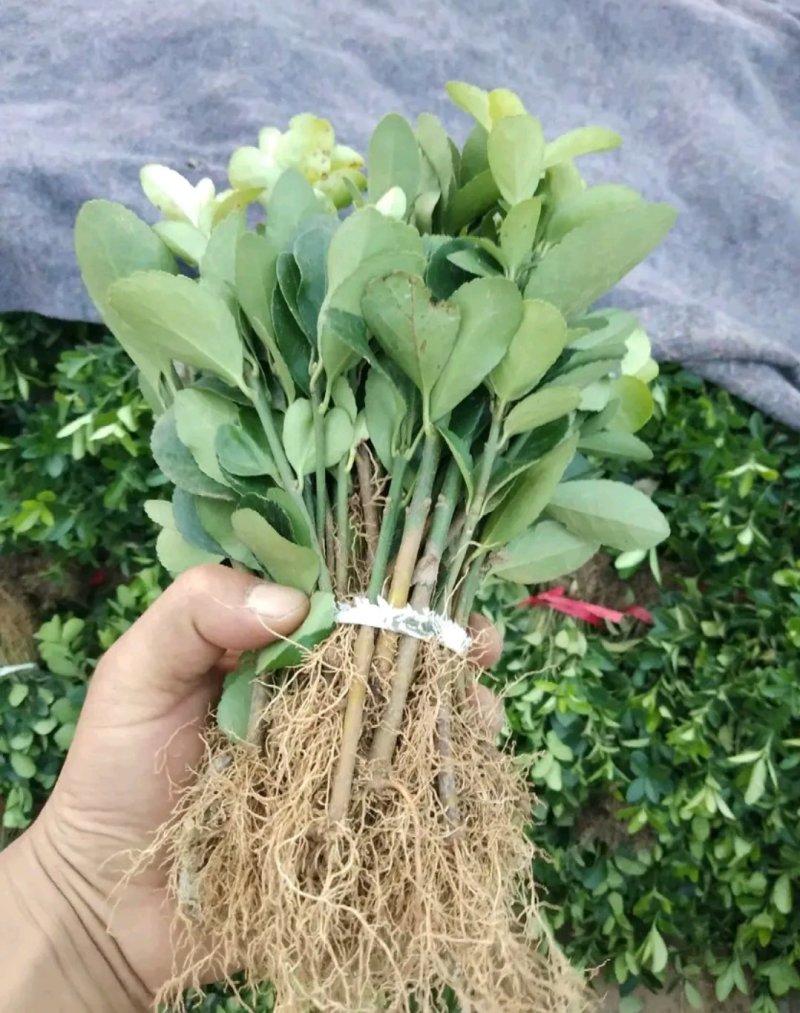 大叶黄杨床苗自家苗圃量大从优成活率高耐旱