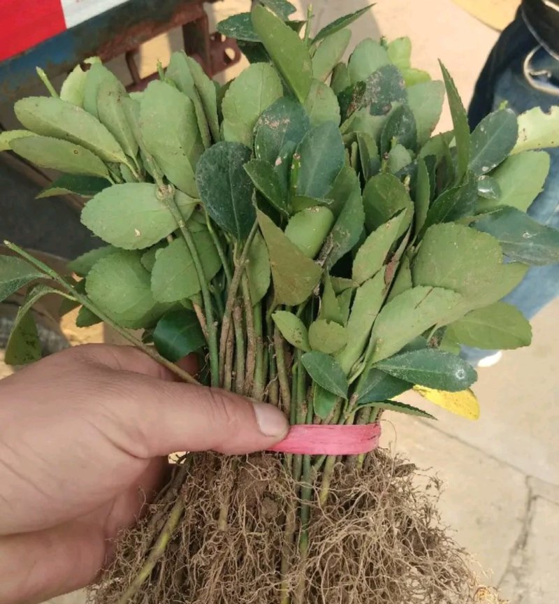 大叶黄杨床苗自家苗圃量大从优成活率高耐旱