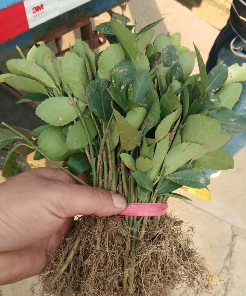 大叶黄杨床苗自家苗圃量大从优成活率高耐旱