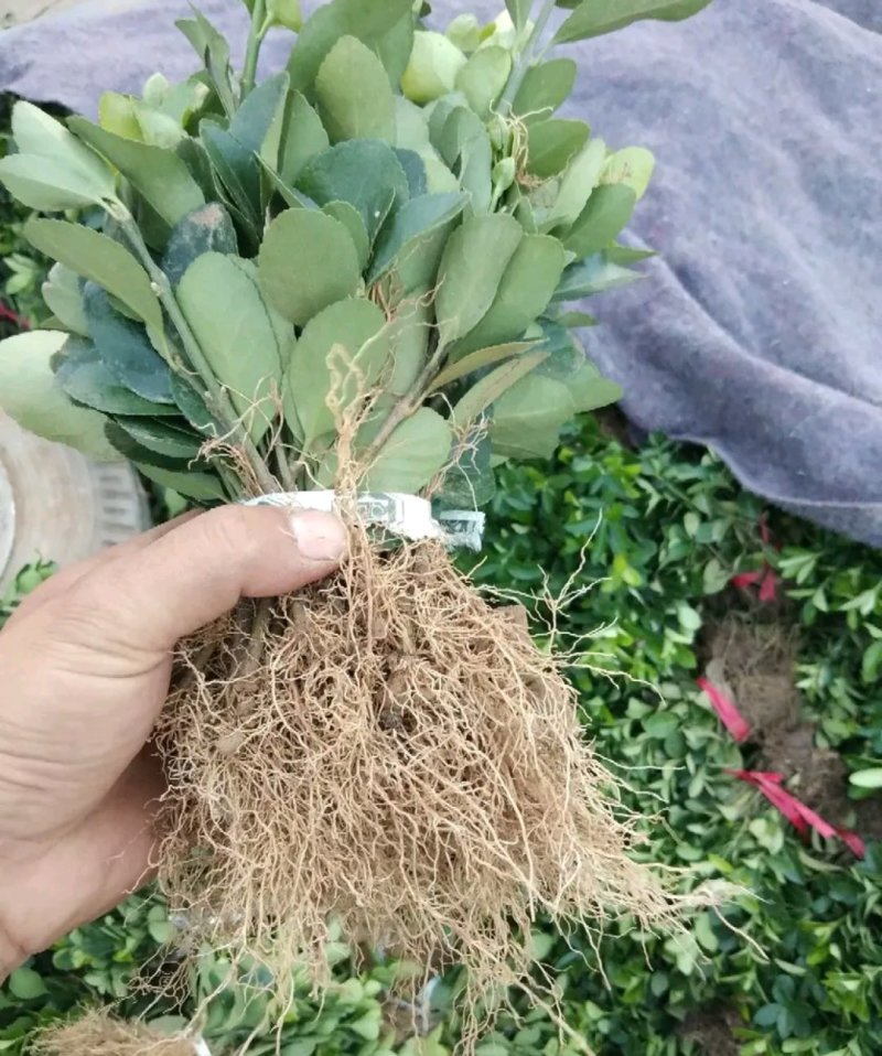 大叶黄杨床苗自家苗圃量大从优成活率高耐旱