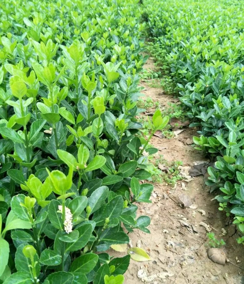大叶黄杨床苗自家苗圃量大从优成活率高耐旱