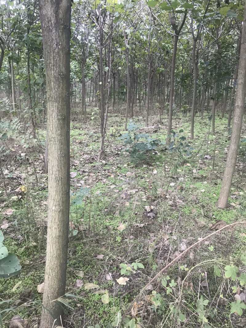楸树梓树