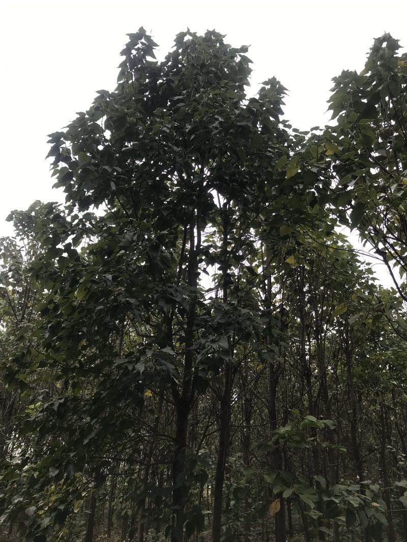 楸树梓树