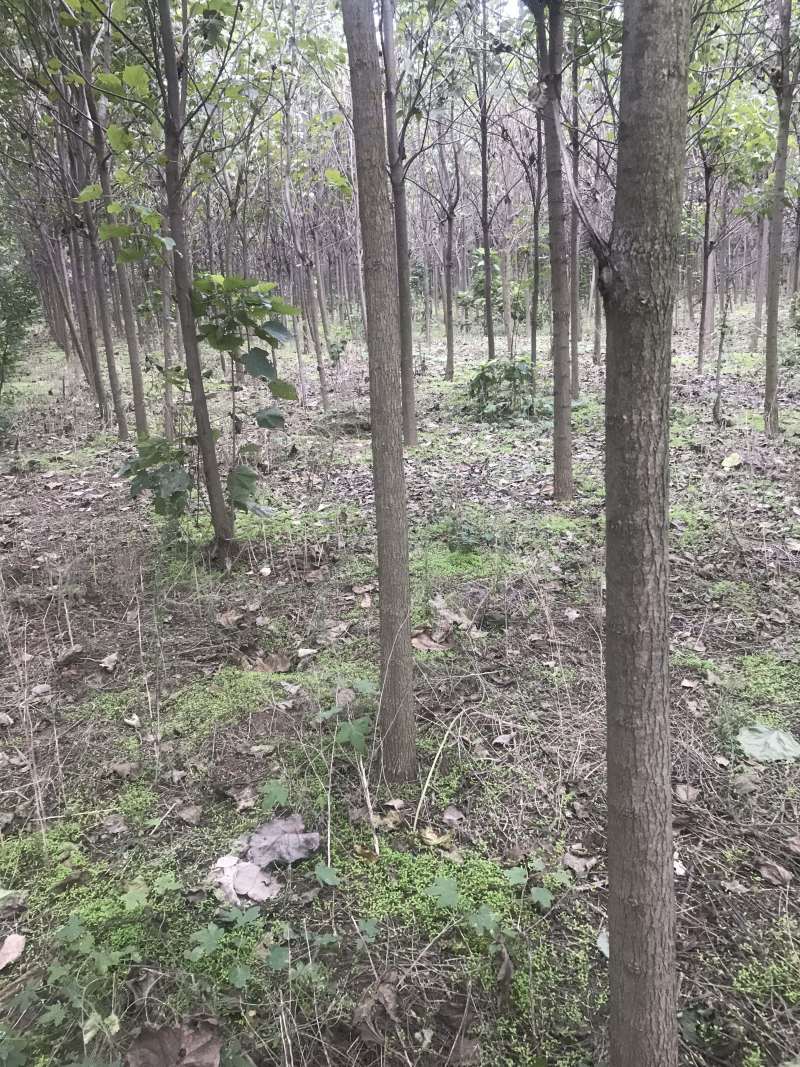 楸树梓树
