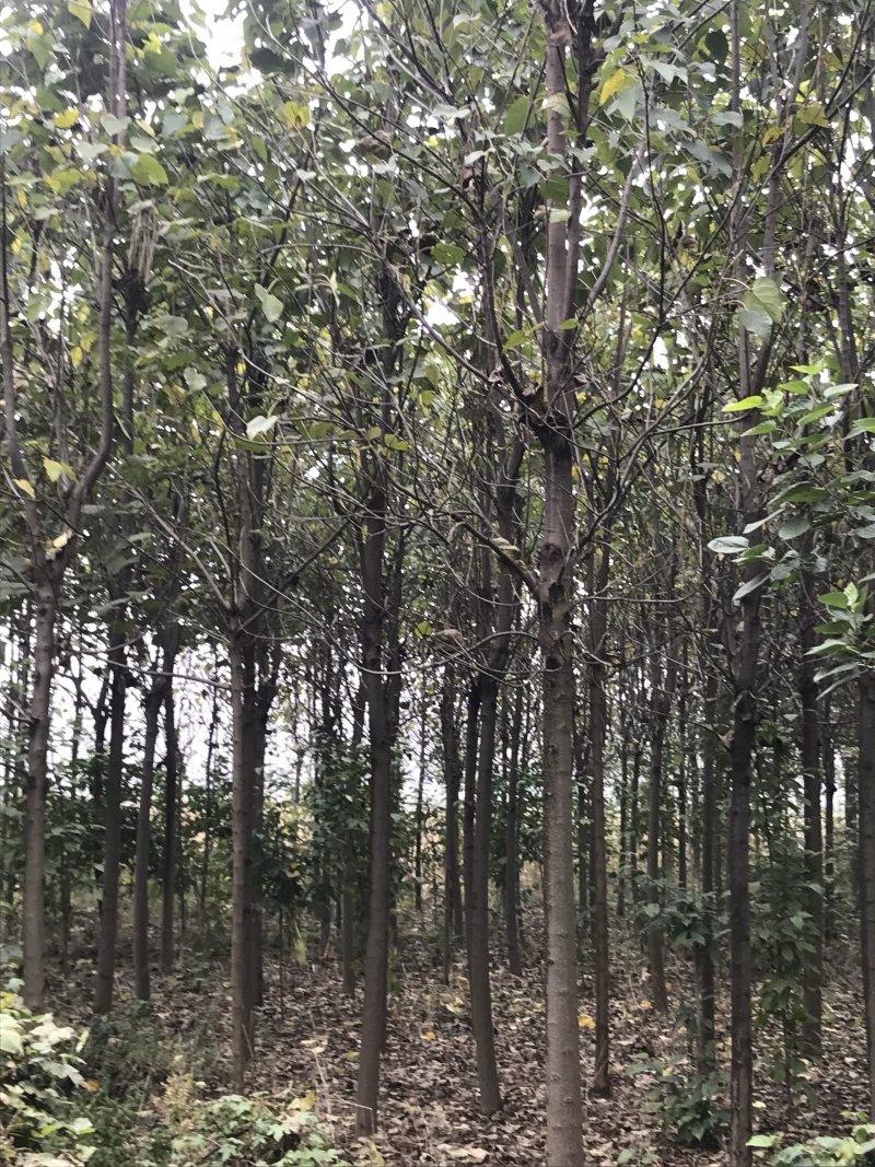 楸树梓树