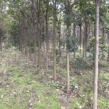 楸树梓树