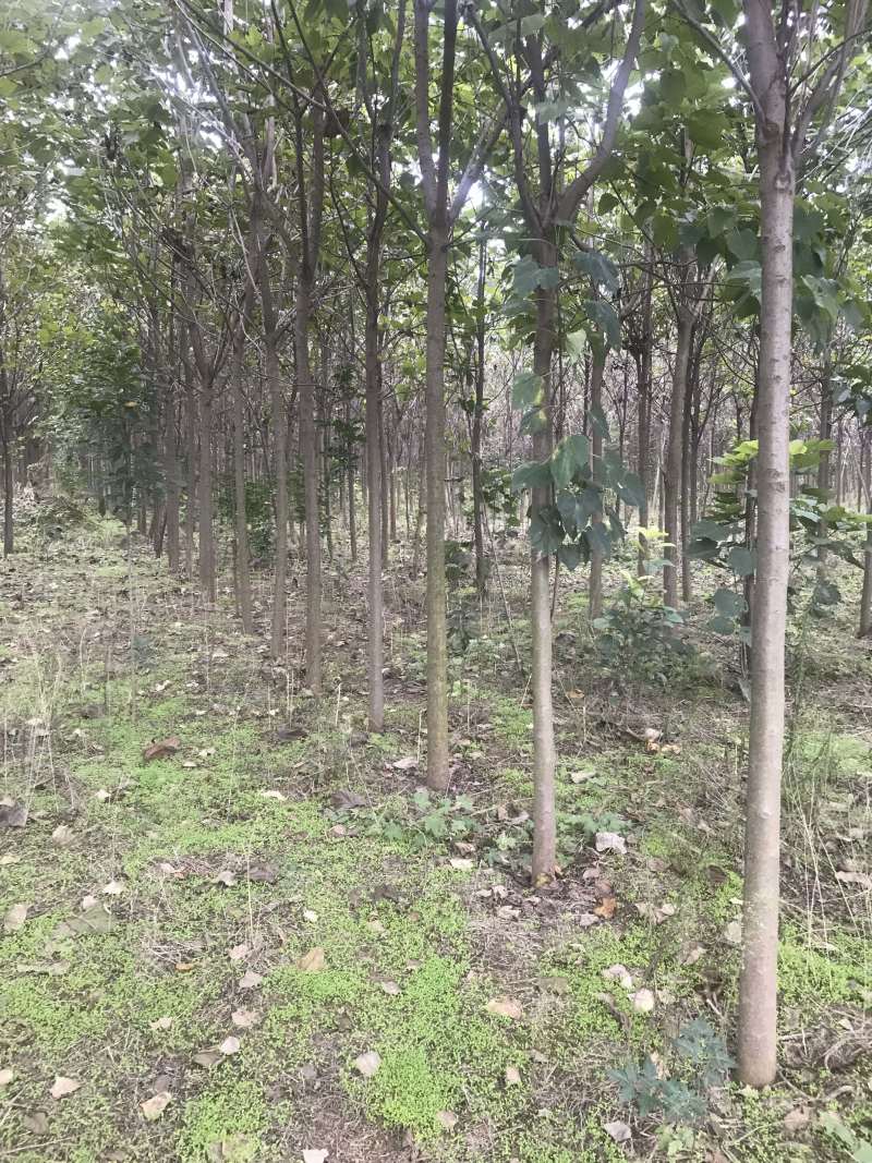 楸树梓树