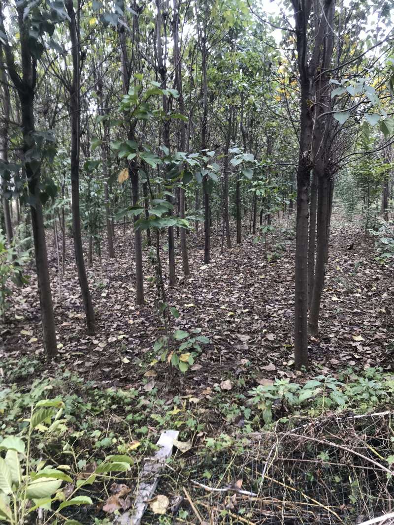 楸树梓树