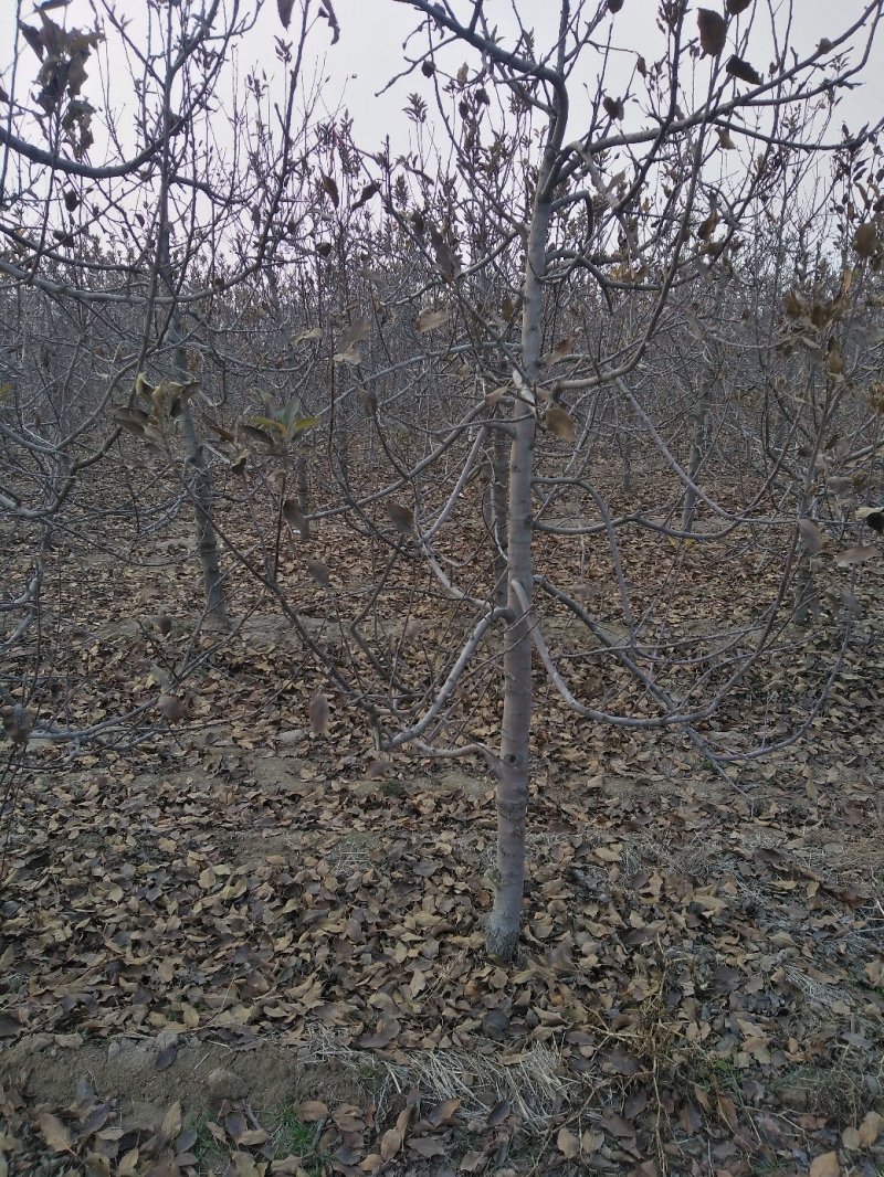 山东聊城冠县瓜果，大棚油桃