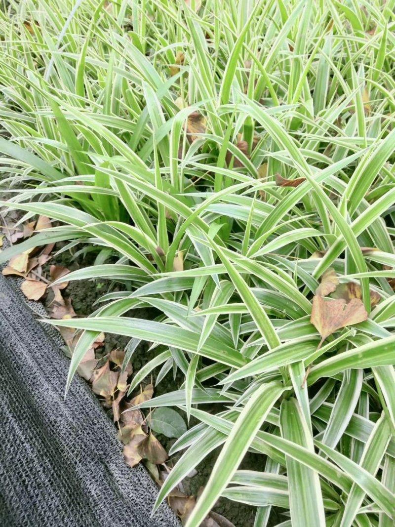 金边吊兰，吊兰基地，四川金边吊兰价格，成都金边吊兰批发