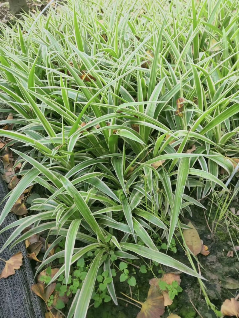 金边吊兰，吊兰基地，四川金边吊兰价格，成都金边吊兰批发