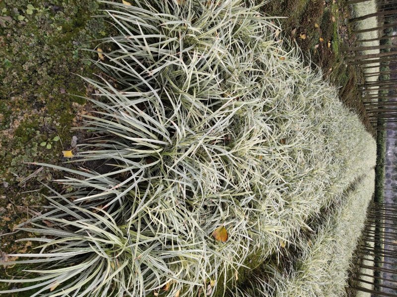 银边草，丽蚌草，银边草基地，四川银边草价格，成都银边草批