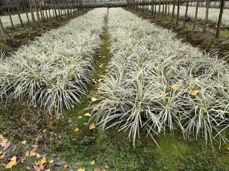 银边草，丽蚌草，银边草基地，四川银边草价格，成都银边草批