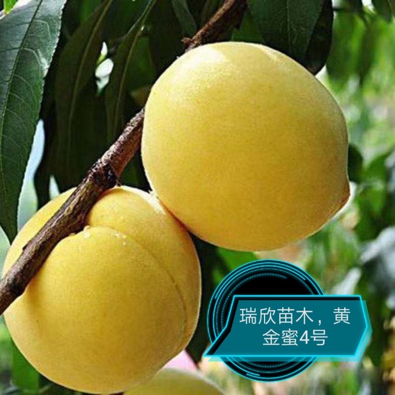 桃树苗，中油8.中蟠11，珍珠早油桃苗，包技术