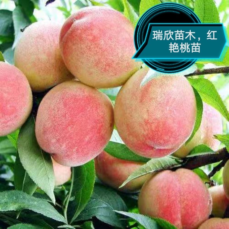 桃树苗，中油8.中蟠11，珍珠早油桃苗，包技术
