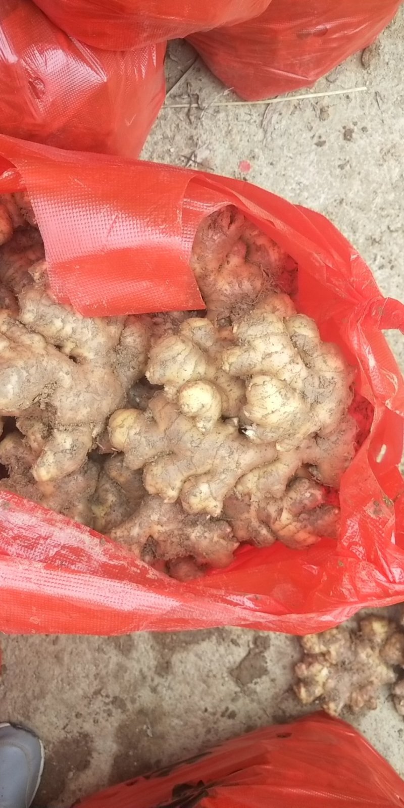 窖姜圆头出窖