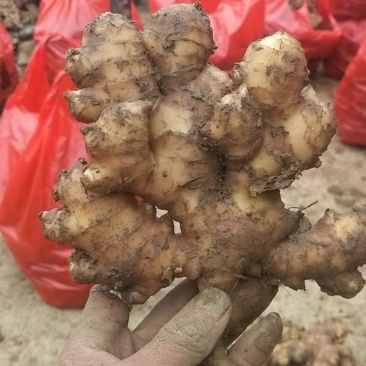 窖姜圆头出窖