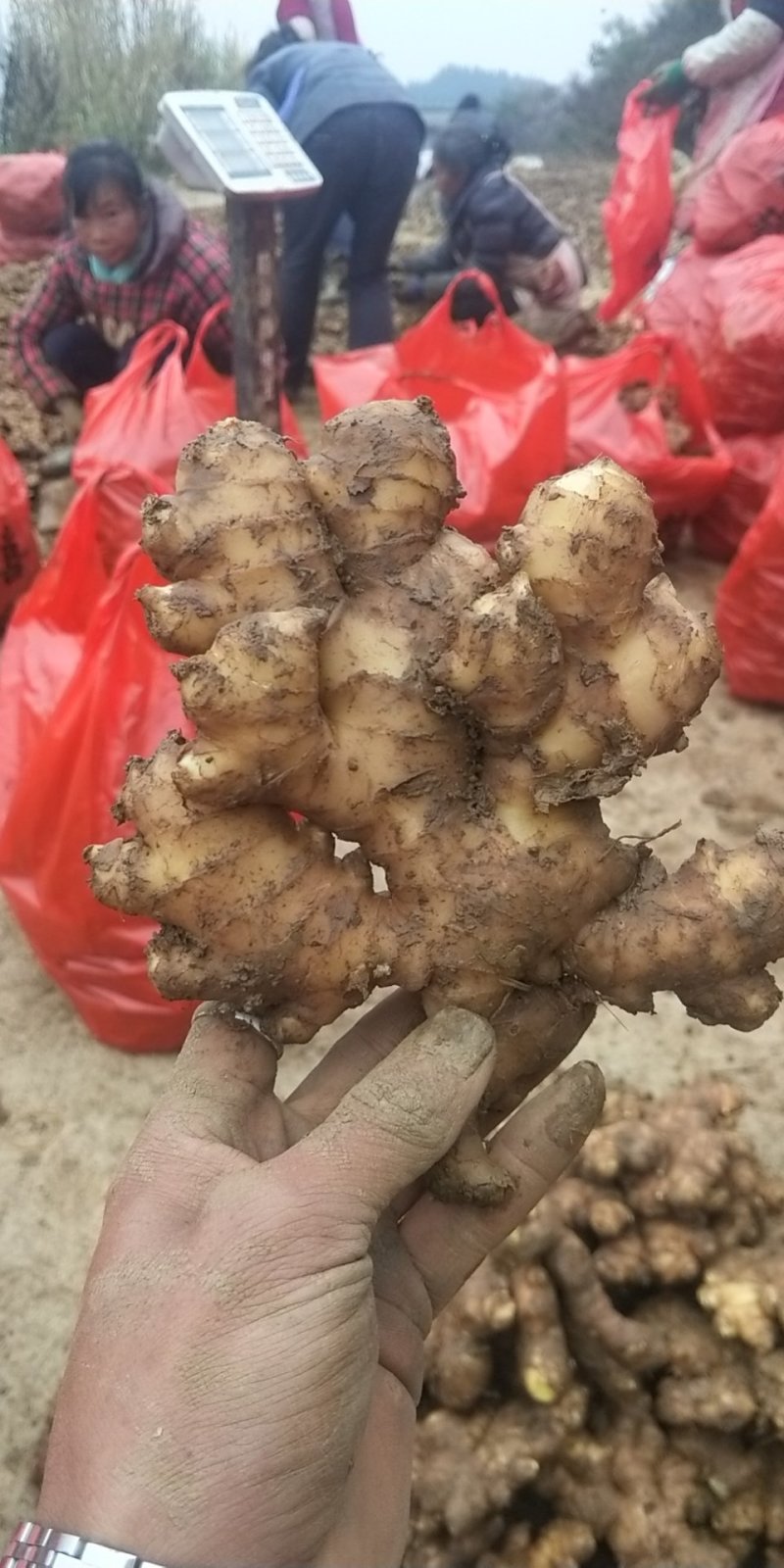 窖姜圆头出窖