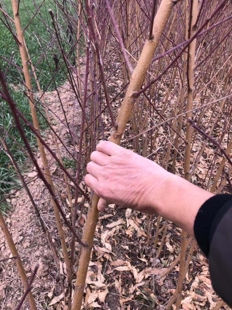 桃树苗，中油8.中蟠11，珍珠早油桃苗，包技术