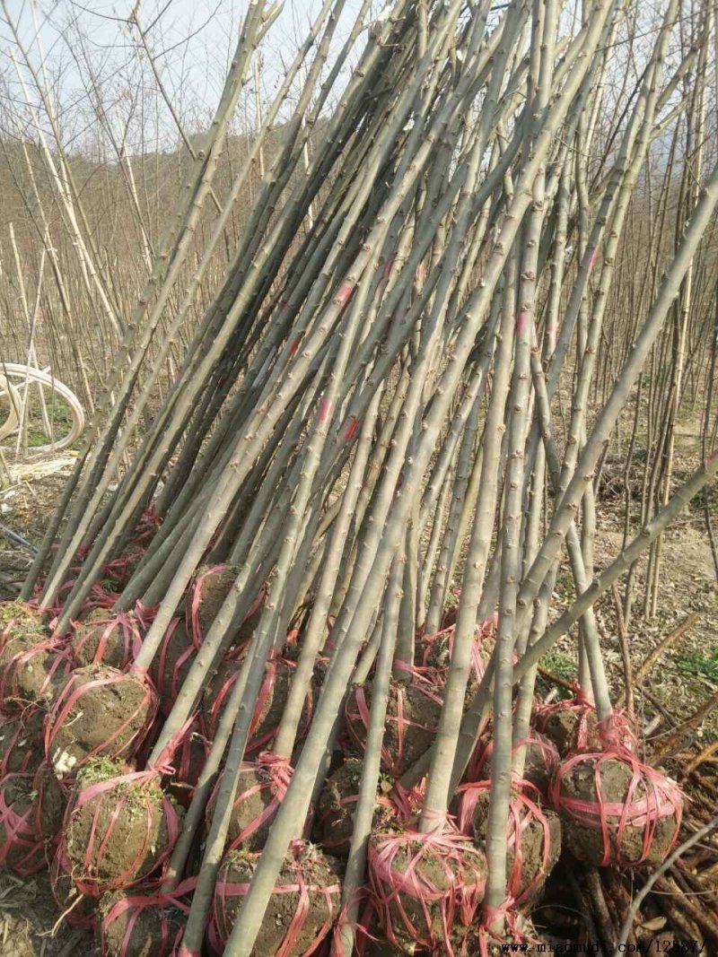 绿化苗木