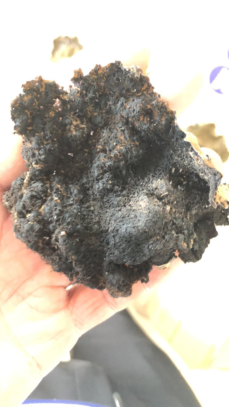 石耳、岩菇、脐衣、石壁花，岩耳，石菌，石花，岩菇，脐衣