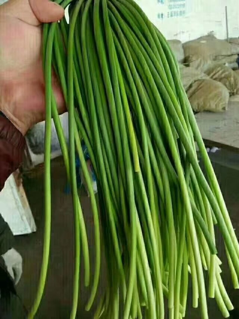 蒜薹。白帽红帽精品加工产地直供一手货源价格便宜