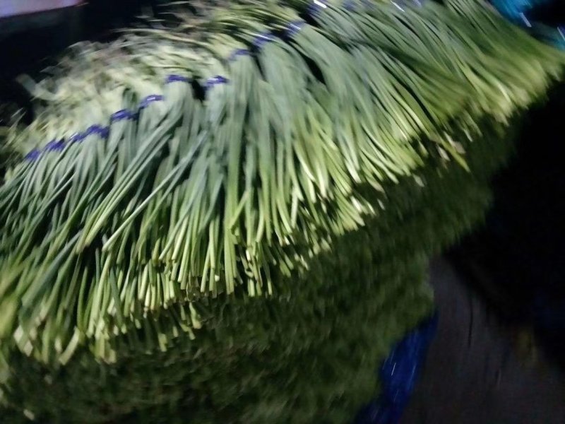 蒜薹。白帽红帽精品加工产地直供一手货源价格便宜
