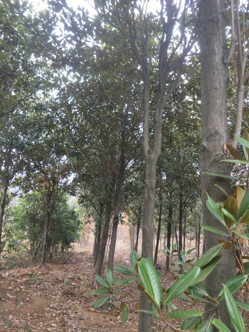 广玉兰