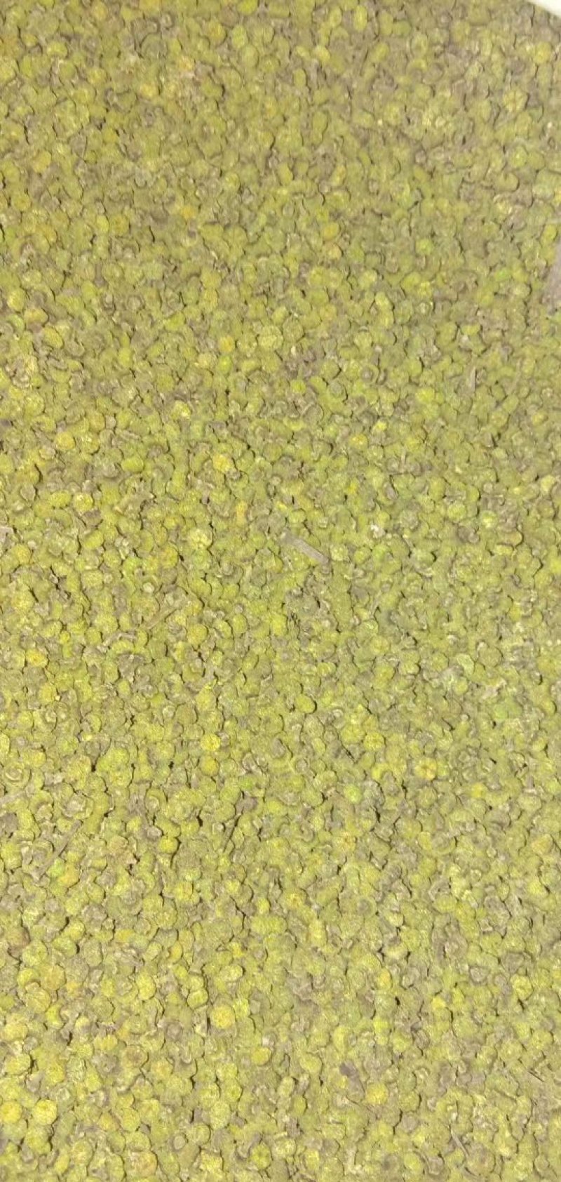 吴茱萸中花