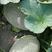 绿皮细网纹桔肉甜瓜种子瑞丽17号抗病性强产量高