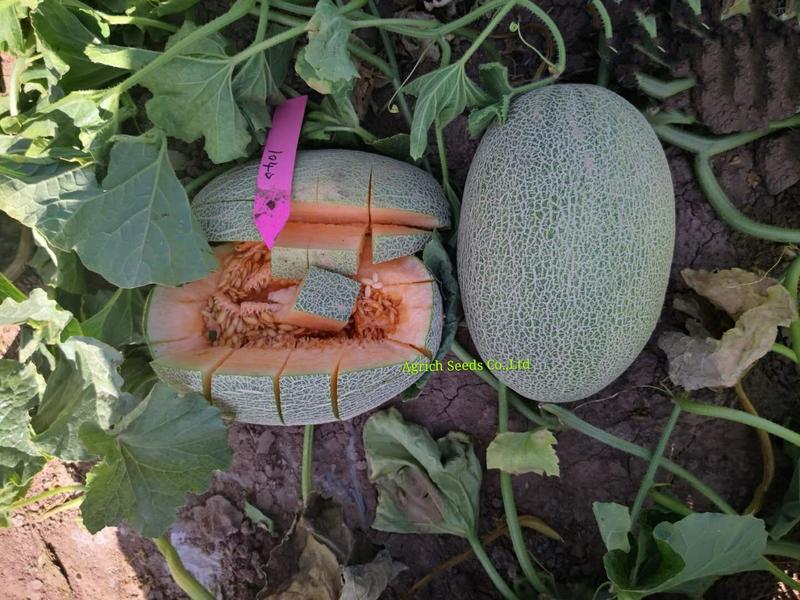 绿皮细网纹桔肉甜瓜种子瑞丽17号抗病性强产量高