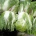 肇东大白菜