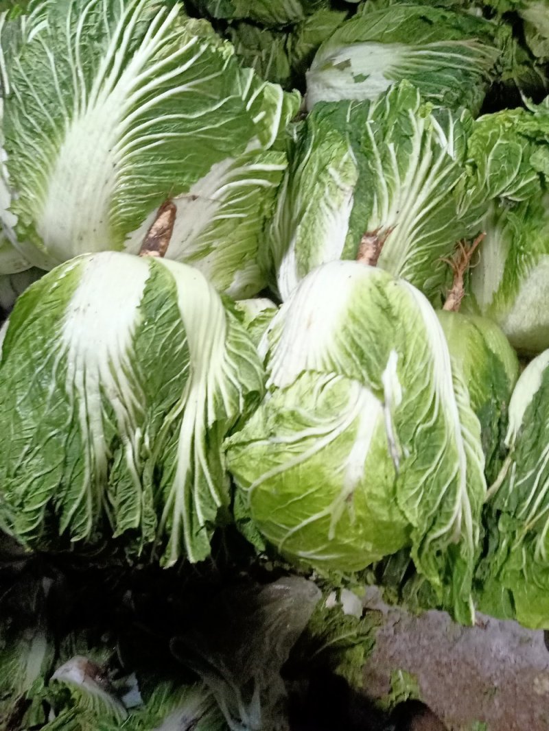 肇东大白菜