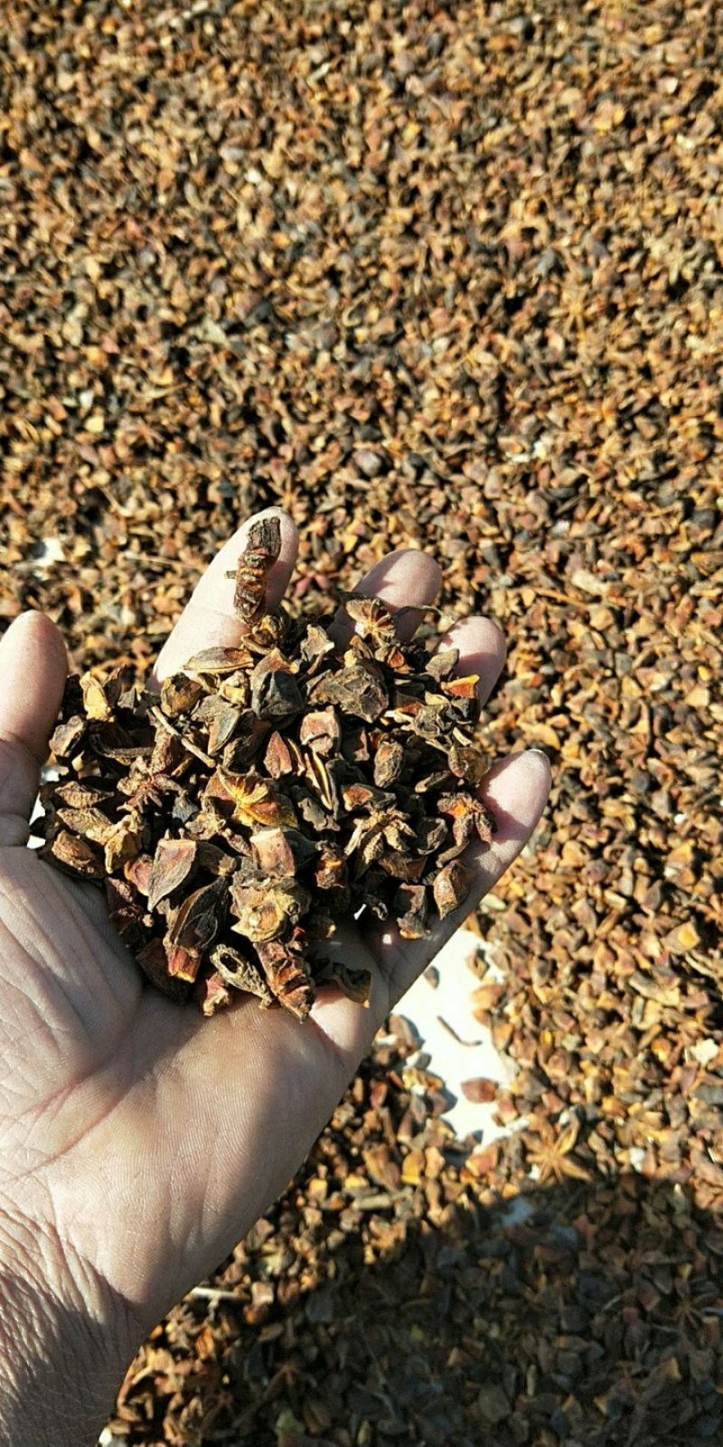 大量大红八角碎片干枝碎片