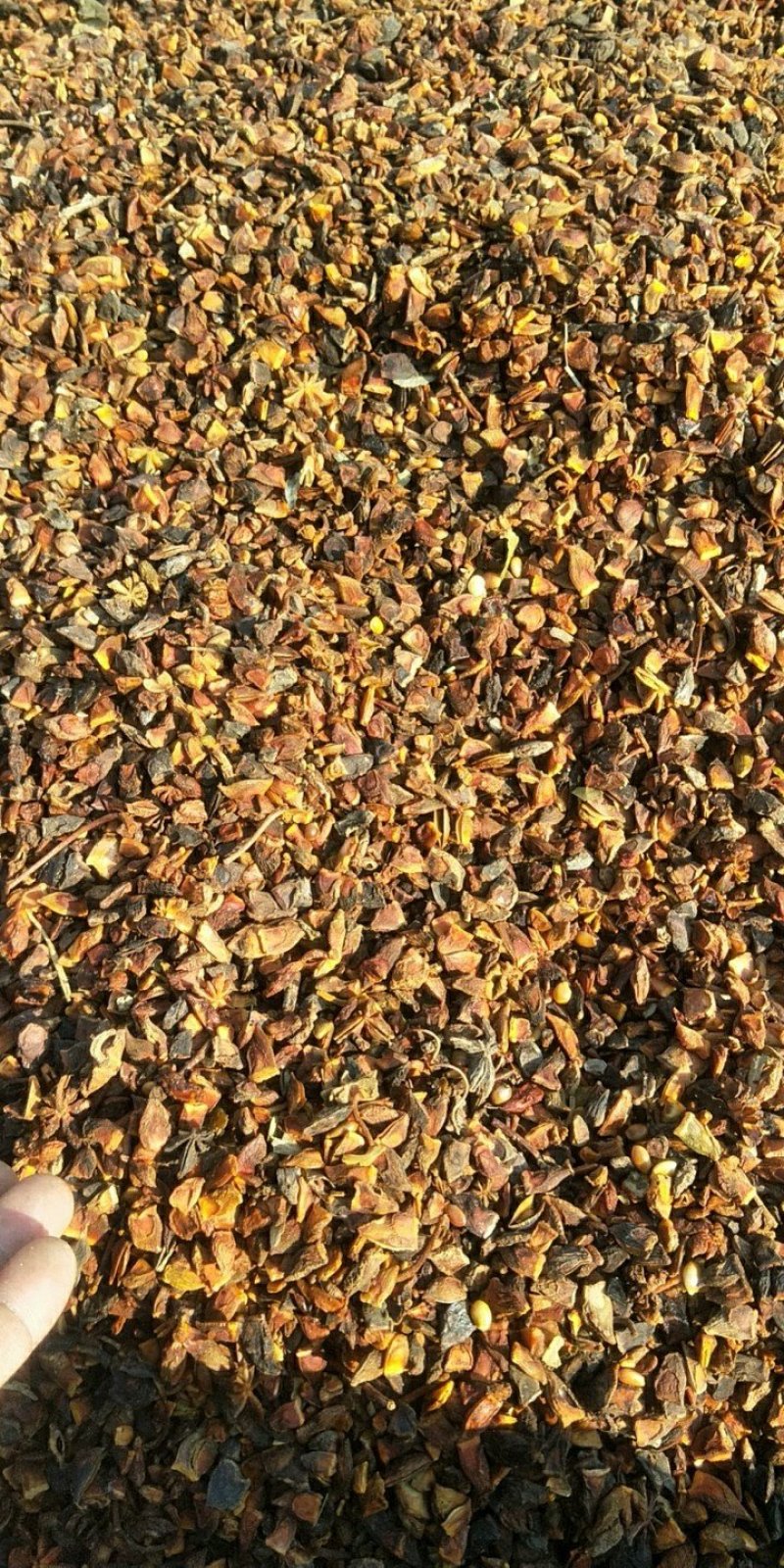 大量大红八角碎片干枝碎片