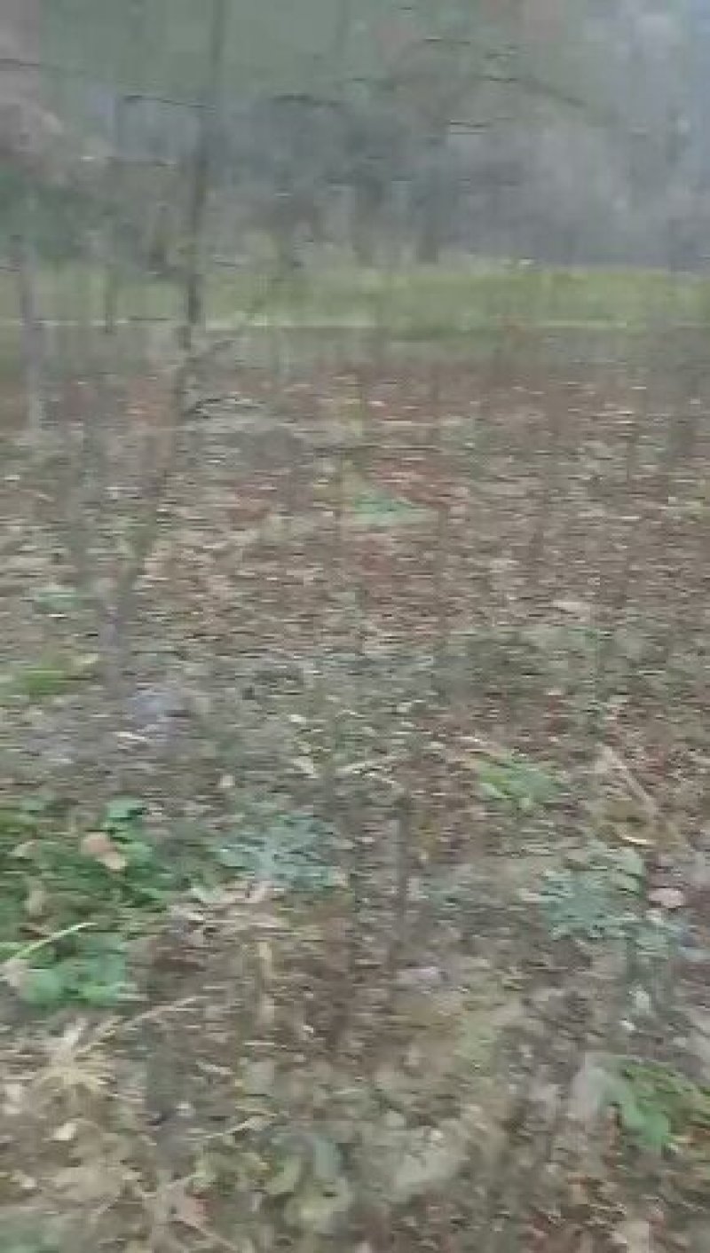 韩城大红袍
