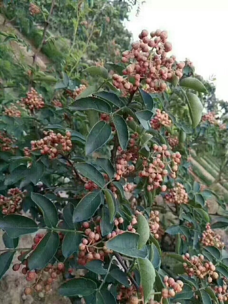 韩城大红袍